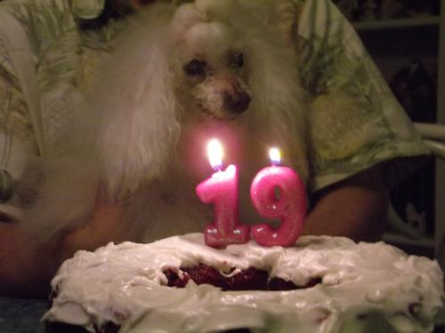 Champion Angelina Celebrates 19!